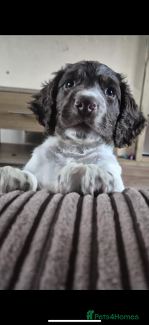 Sprocker dogs - Advert 5