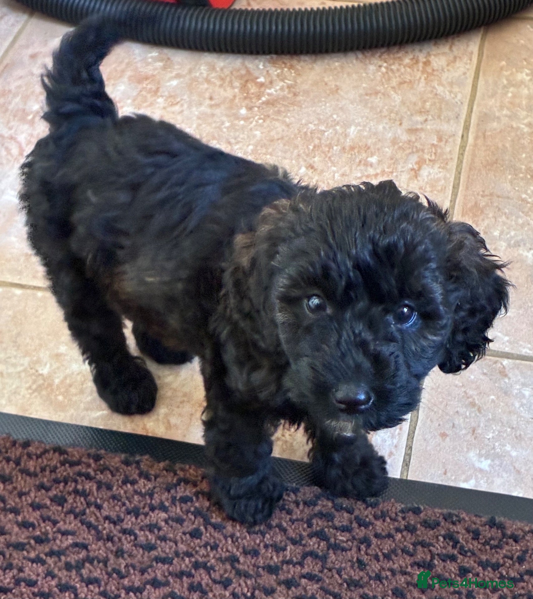 Labradoodle dogs Stunning  Merle girl  - Advert 2