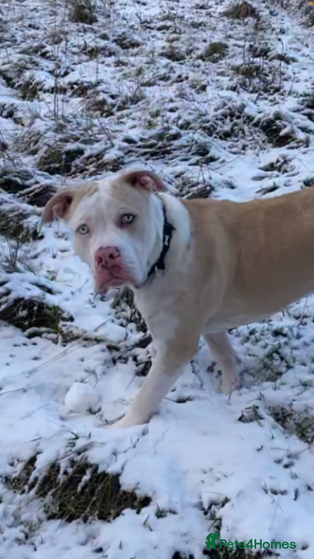 Alapaha Blue Blood Bulldog dogs for stud: Alapaha blue blood bulldog - Advert 24