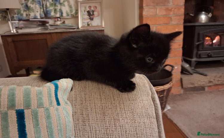 Mixed Breed cats - Advert 7