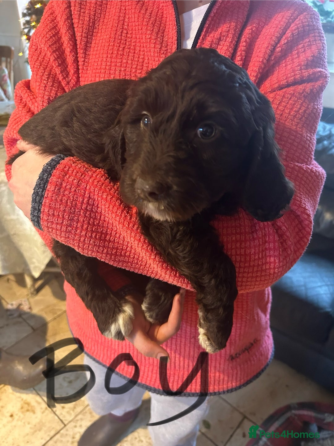 Mixed Breed dogs for sale: Cavapoo Puppies - Advert 27