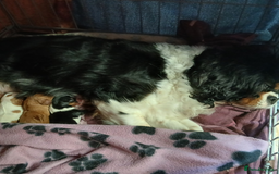 Cavalier King Charles Spaniel dogs for sale: KC puppies Cavalier King charles spaniel🥰🐶🐶🐶 - Advert 6