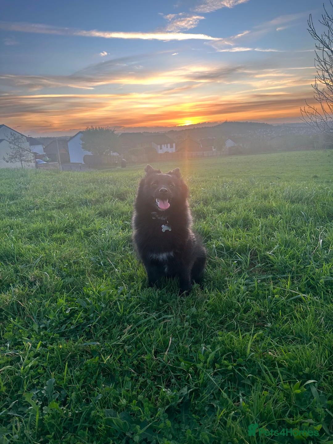 Pomsky dogs for sale: Pomsky  - Image 1