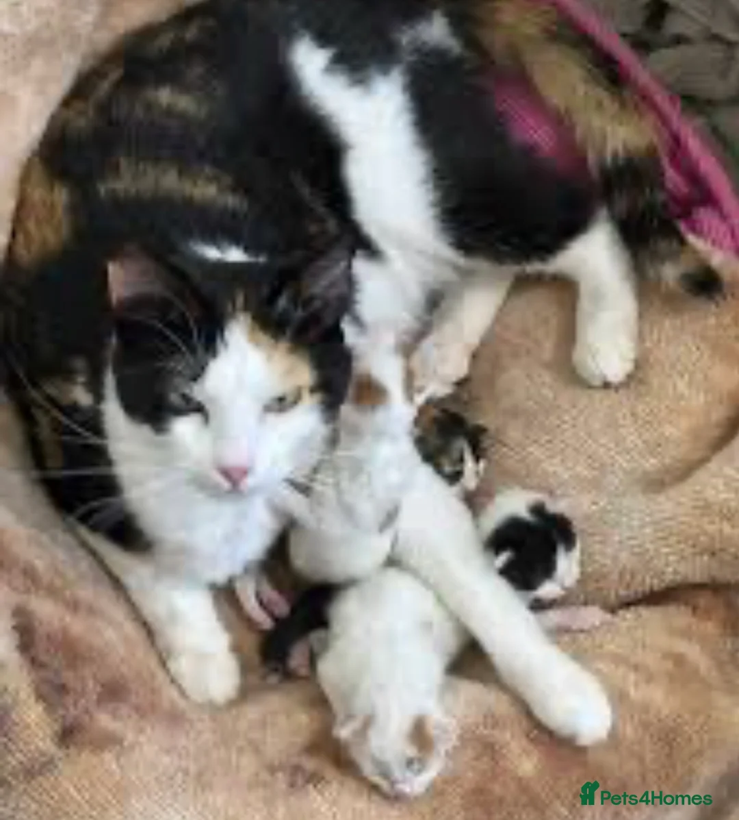 Mixed Breed cats for sale: Cute kittens  - Advert 2