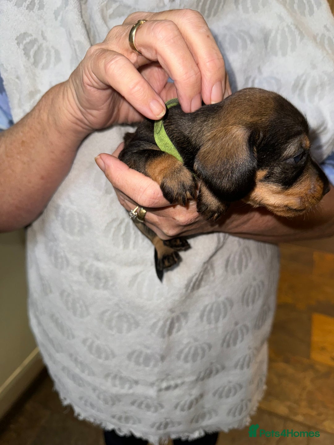 Miniature Dachshund dogs for sale: Adorable Miniature Wired haired Dachshund puppies - Advert 9