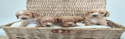 Cocker Spaniel dogs for sale: BEAUTIFUL COCKER SPANIEL PUPPIES - Advert 9