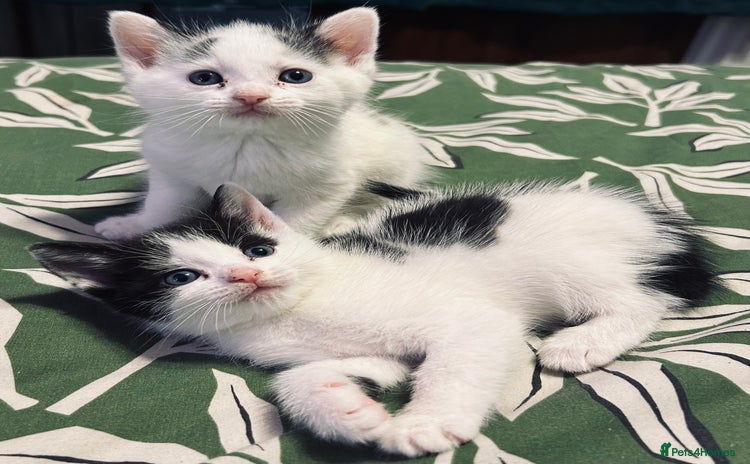 Mixed Breed cats - Advert 4