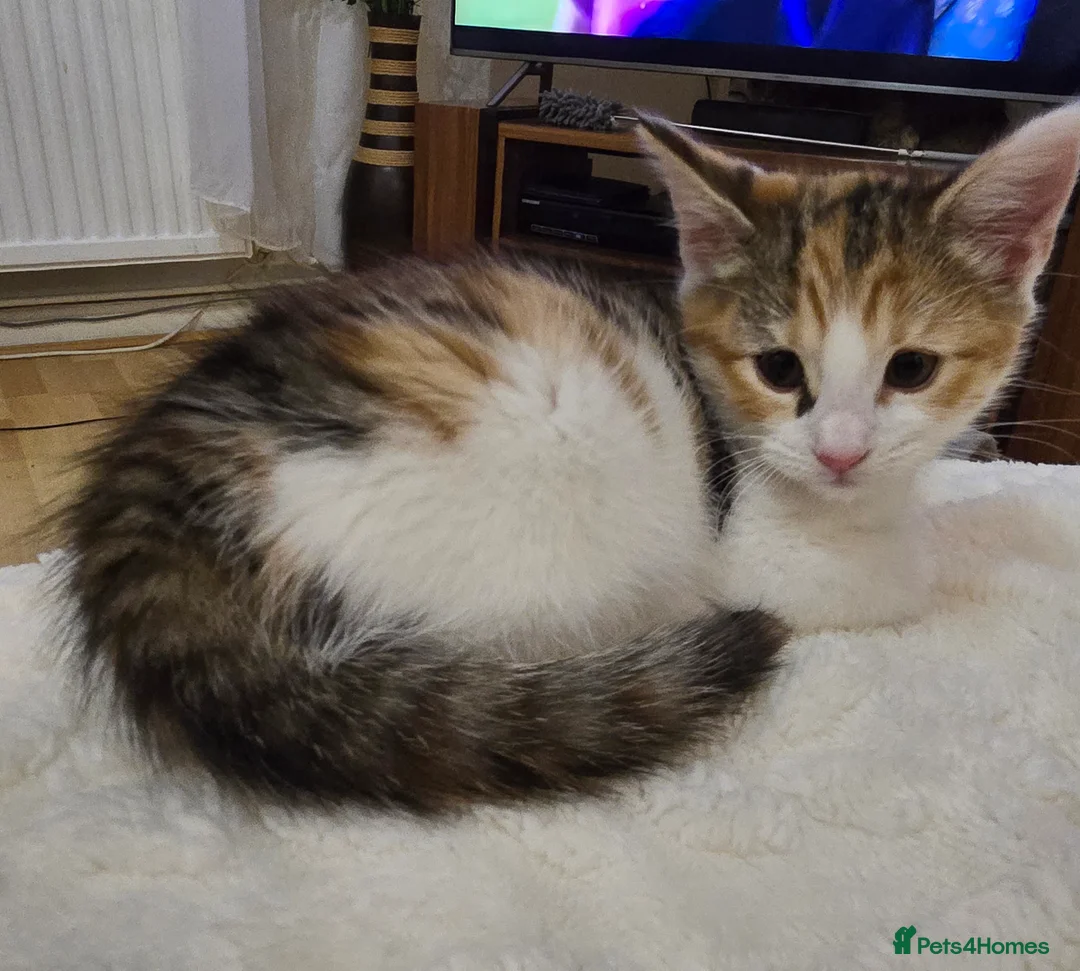 Maine Coon cats for sale: 7 beautiful Maine Coon X - Advert 32