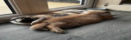 French Lop rabbits for sale: Bonded French lops  in Wimborne - Advert 5