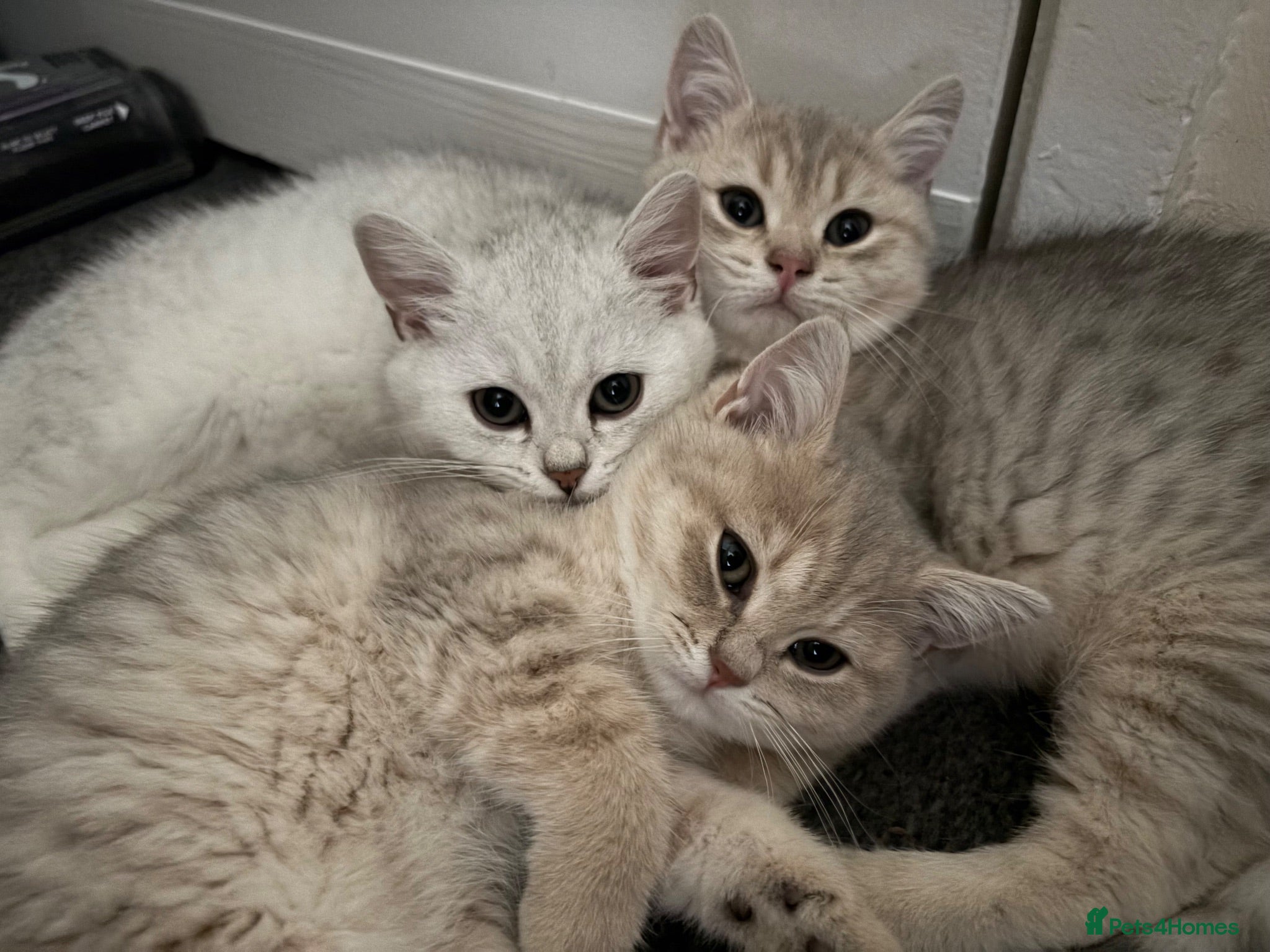 Brazilian Shorthair cats 2 Girls | Fully Pedigree | GCCF  - Advert 2