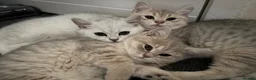 Brazilian Shorthair cats for sale: 2 Girls | Fully Pedigree British Shorthair | GCCF  - Advert 10