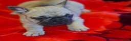 French Bulldog dogs for sale: French Bulldog puppies - Advert 8