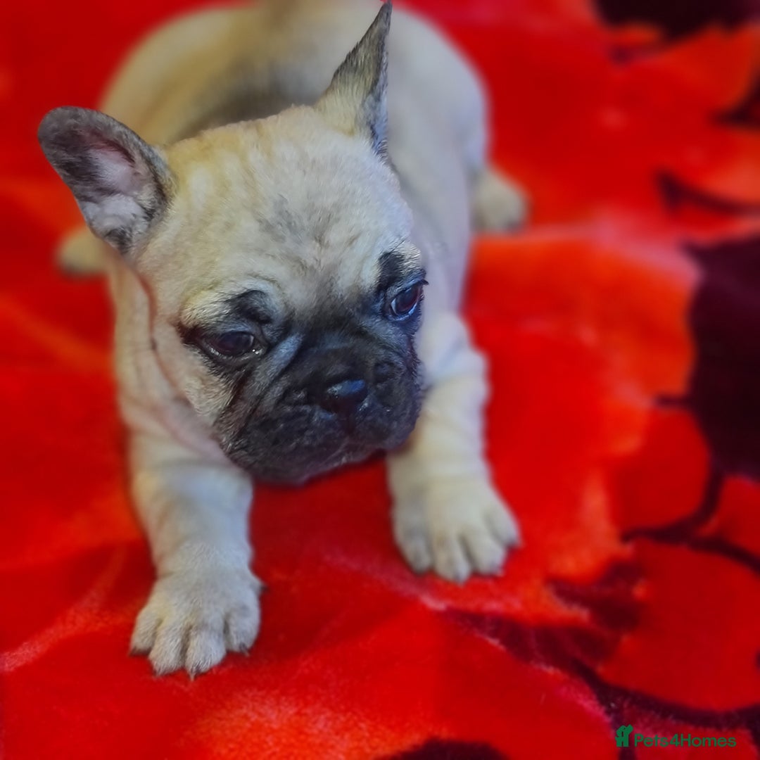 French Bulldog dogs for sale: French Bulldog puppies - Advert 8