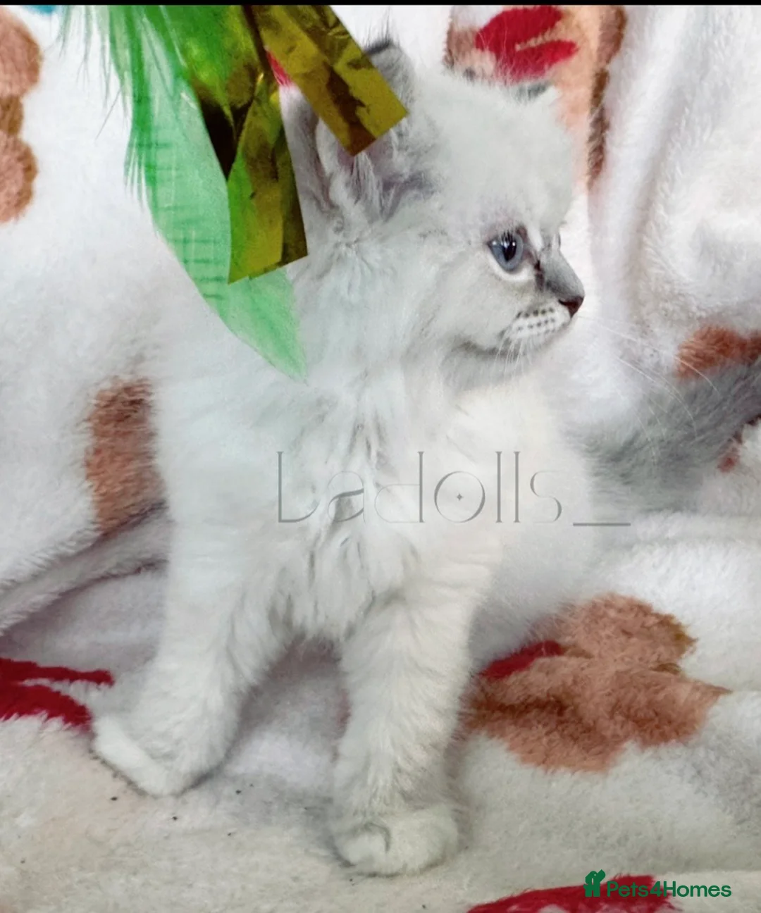 Ragdoll cats for sale: 🐾 Beautiful Blue-Eyed kittens 🐾 - Advert 6