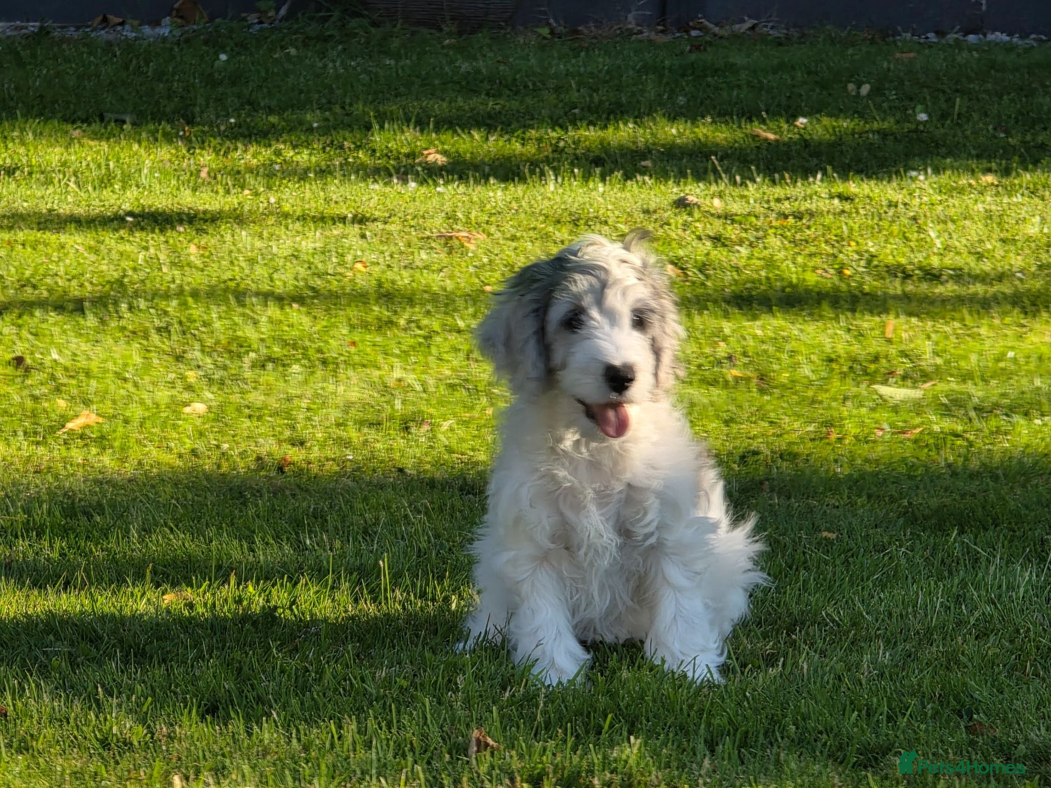 Cockapoo dogs Health tested vaccinated f1 cockapoos ready to go - Advert 2