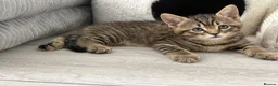British Shorthair cats for sale: British shorthair Kittens - Advert 8