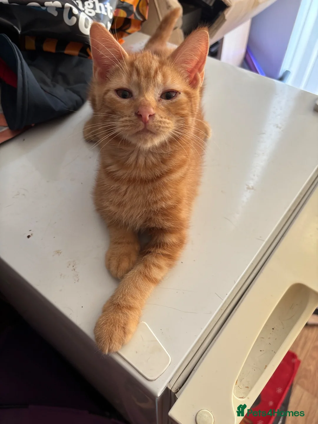 British Shorthair cats for sale: Last Ginger Boy, AVAILABLE NOW!  - Advert 2