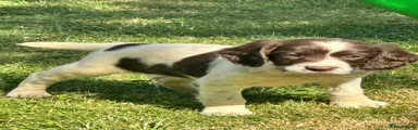 English Springer Spaniel 2