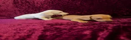 Miniature Dachshund dogs for sale: Miniature Dachshund available  - Advert 10
