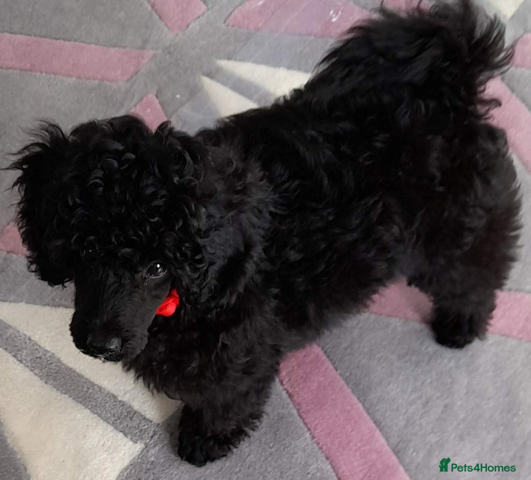 Cavapoo dogs for sale: TOY CAVAPOO DNA TESTED PARENTS AND GRANDPARENTS  - Image 25