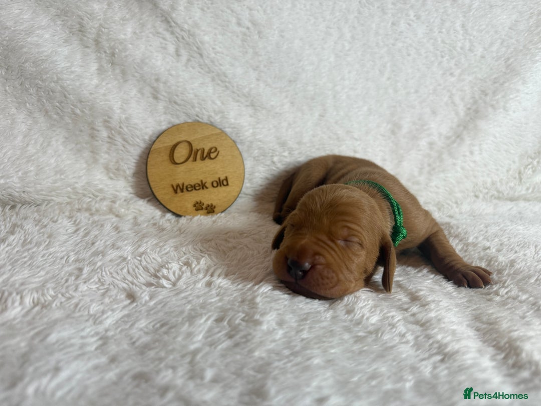 Hungarian Vizsla dogs for sale: KC registered Hungarian Viszla puppies - Advert 19