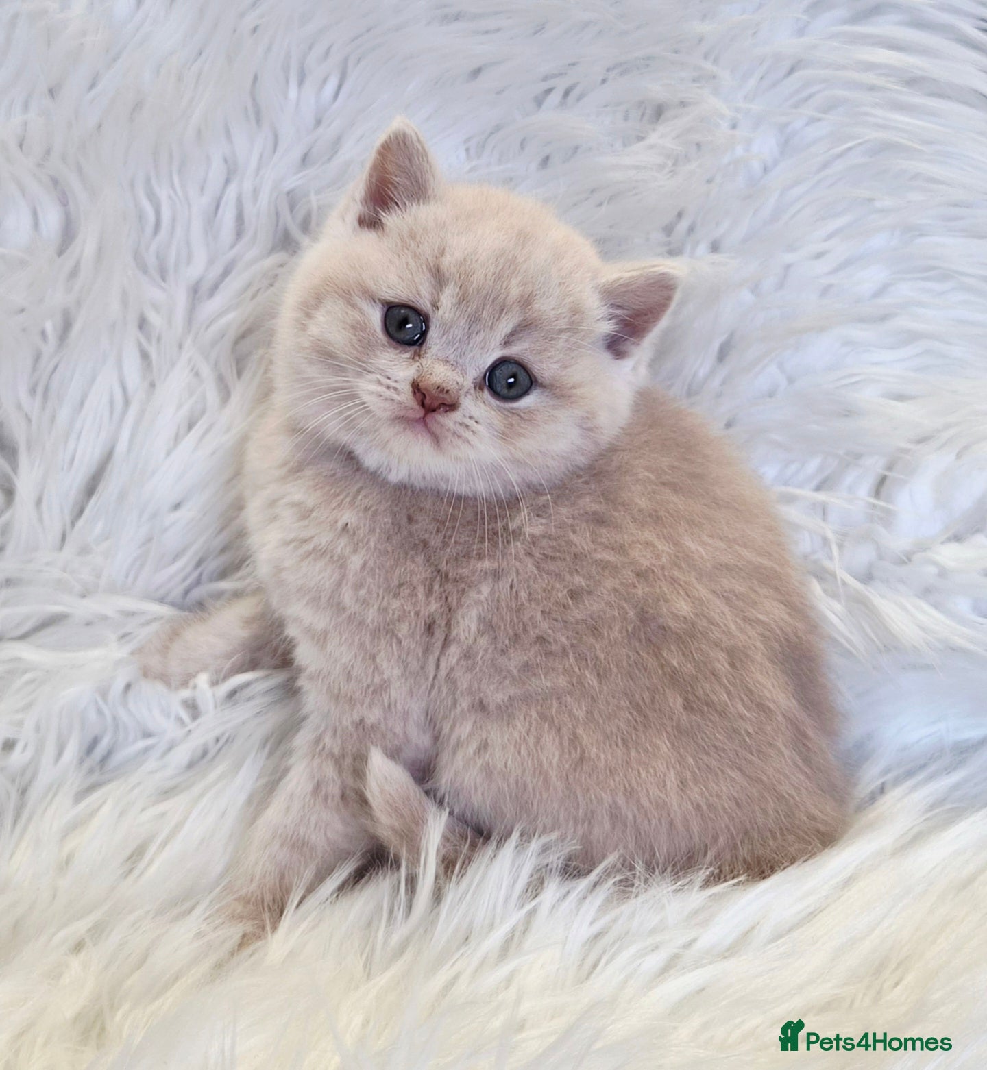 British Shorthair cats Gorgeous British shorthair kittens and 1 longhair  - Advert 3