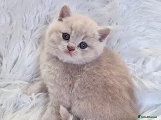 British Shorthair cats Gorgeous British shorthair kittens and 1 longhair - Advert 3