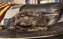 Cockapoo dogs for sale: F2 Cockapoo Puppies - Image 1