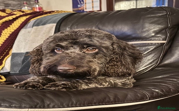 Cockapoo dogs - Advert 12