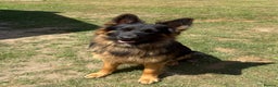 German Shepherd dogs for sale: German shepherd puppies - Advert 6