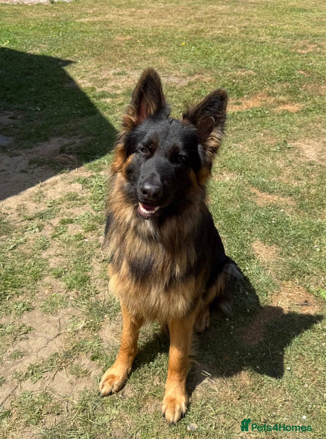 German Shepherd dogs for sale: German shepherd puppies - Advert 6