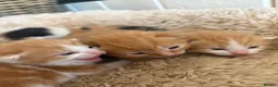 Mixed Breed cats for sale: 6 beautiful kittens - Advert 12