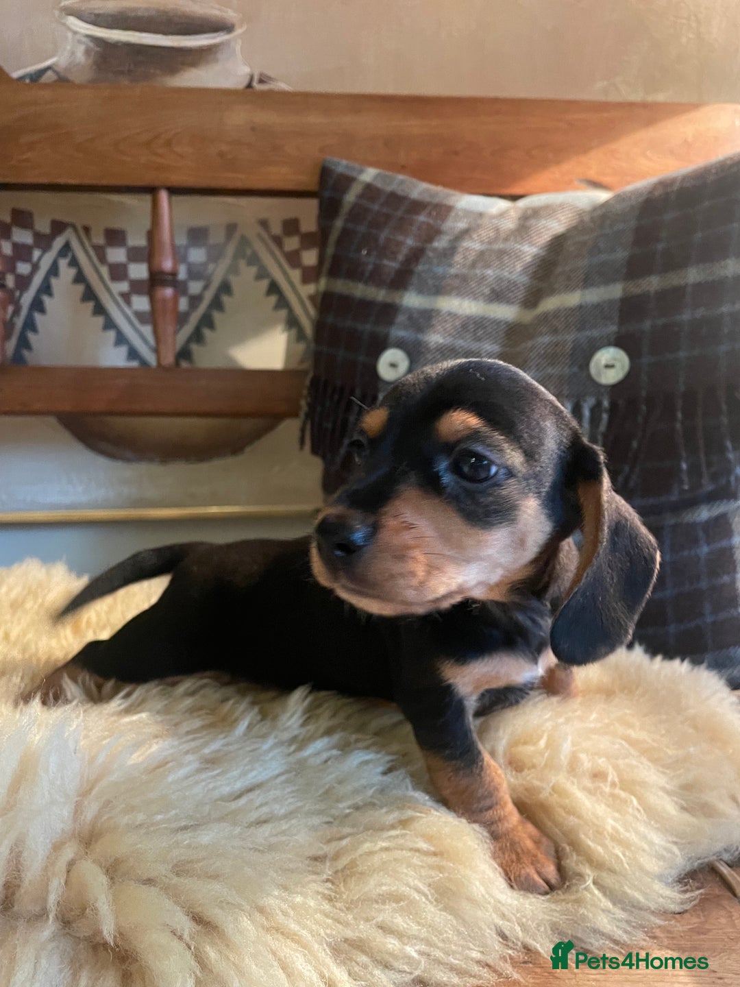 Mixed Breed dogs for sale: Dachshund Crosses - Image 3