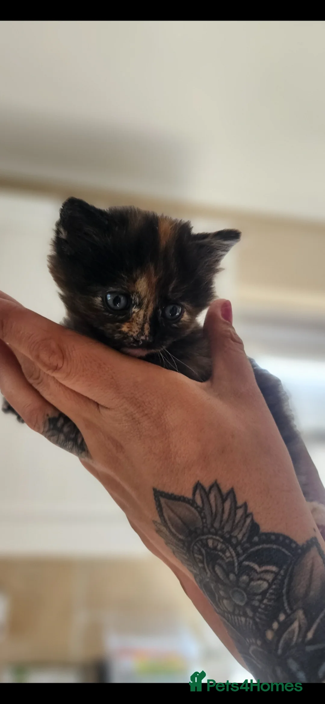 Mixed Breed cats for sale: 1 female kitten - Advert 6