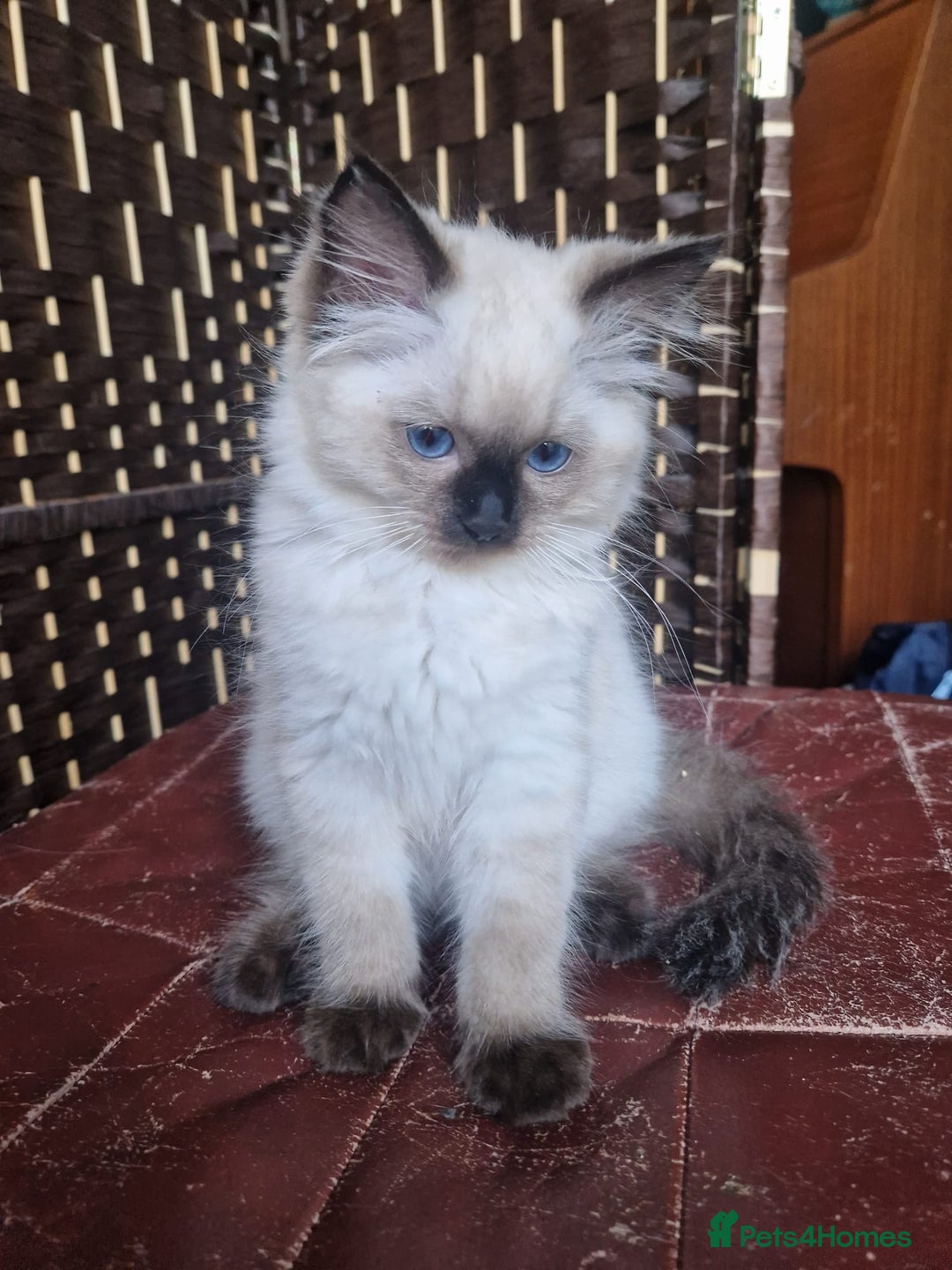 Ragdoll cats for sale: 1 Ragdoll girl left looking for a loving home  - Image 9