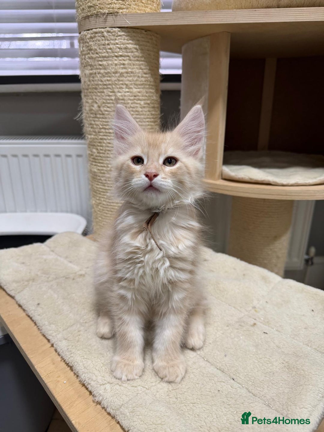 Maine Coon cats for sale: Beautiful friendly Maine Coon cross Kittens  - Advert 16