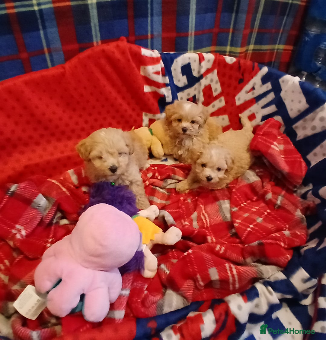 Maltipoo dogs for sale: Maltipoo puppies - Advert 1