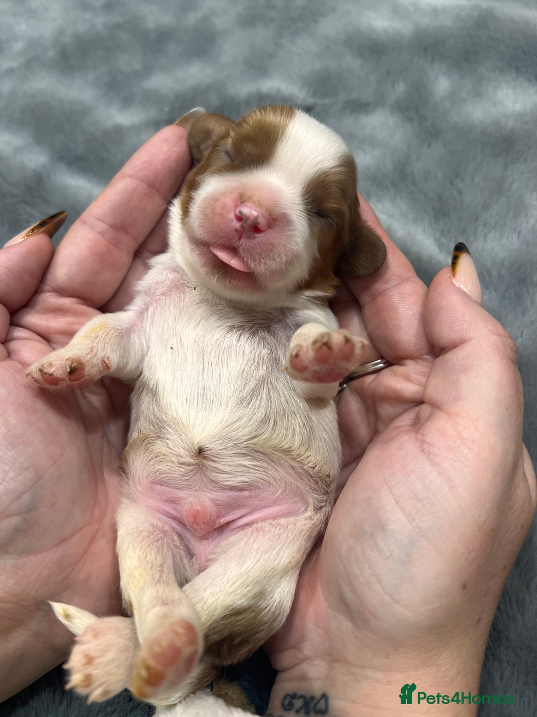 Cavalier King Charles Spaniel dogs for sale: Chocolate Kc reg cavalier King Charles - Advert 7