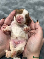 Cavalier King Charles Spaniel dogs Chocolate Kc reg cavalier King Charles - Advert 2