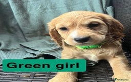 Cocker Spaniel dogs for sale: Cocker spaniel - Image 3