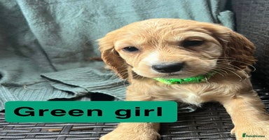 Cocker Spaniel dogs - Advert 5