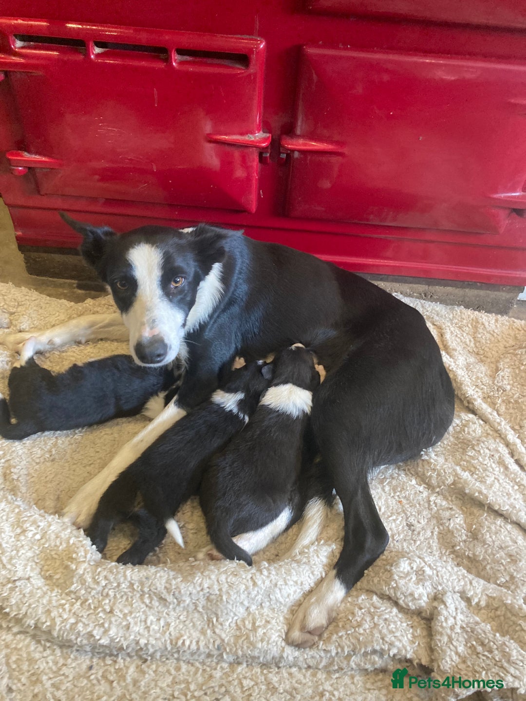 Border Collie dogs for sale: 12 Border Collie Puppies for sale  - Image 17