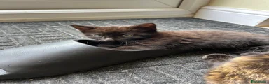 Mixed Breed Kitten 3