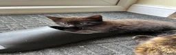 Mixed Breed cats for sale: Three well adjusted mixed breed Kittens  - Advert 1