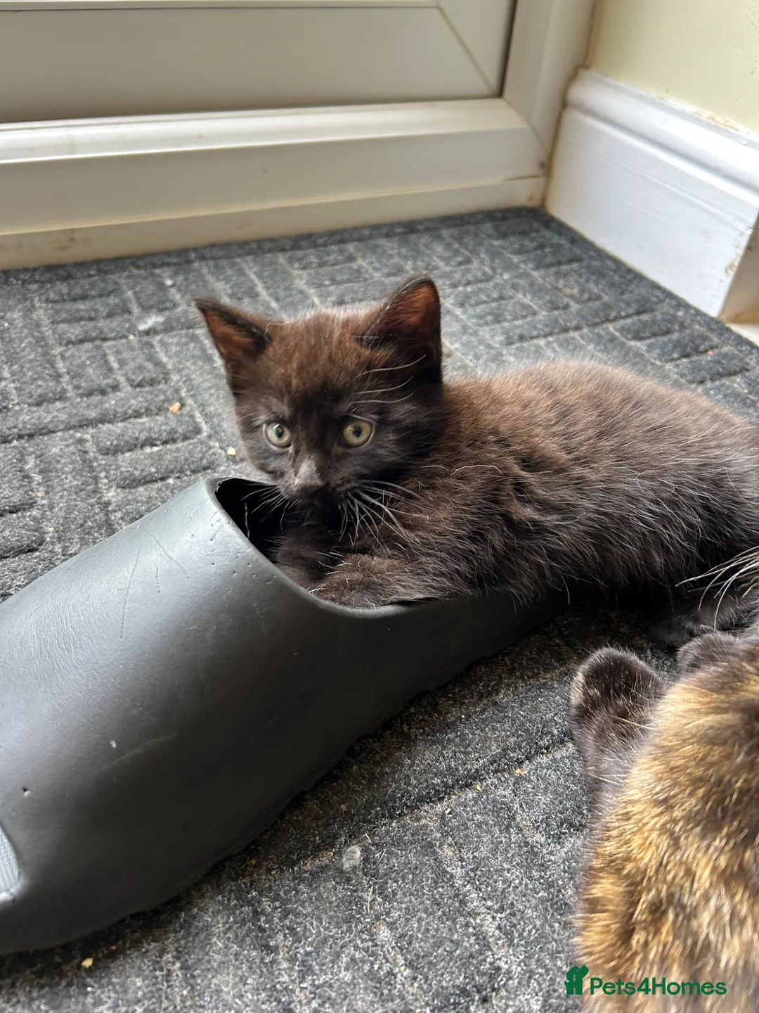Mixed Breed cats for sale: Three well adjusted mixed breed Kittens  - Advert 1