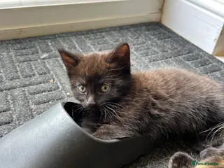 Mixed Breed cats Three well adjusted mixed breed Kittens - Advert 6