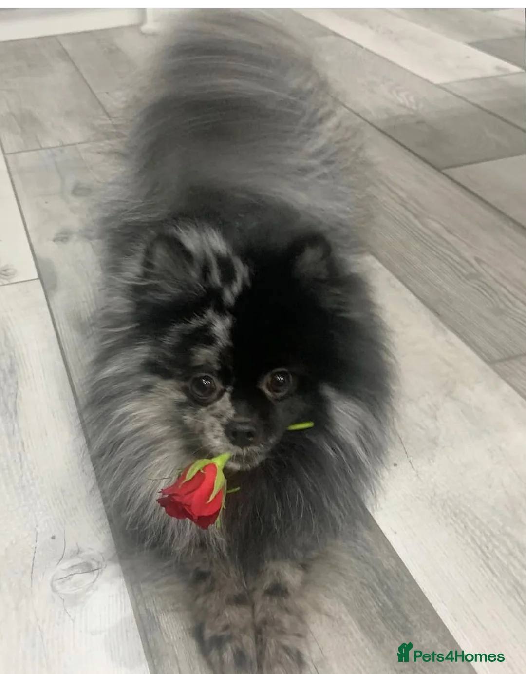 Pomeranian dogs for stud: Blue Merle Stud  - Advert 2