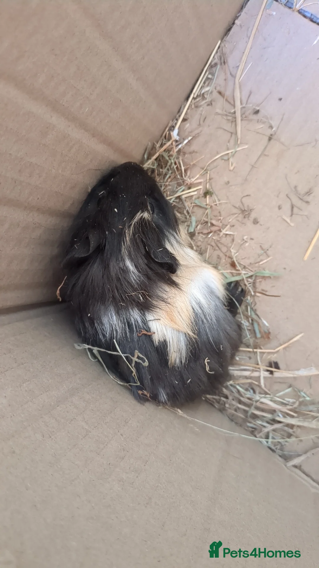 Guinea Pig rodents for sale: Little boy piggy - Advert 1
