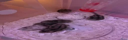 Hamster rodents for sale: 7 Russian dwarf hamsters  in Bootle - Advert 6
