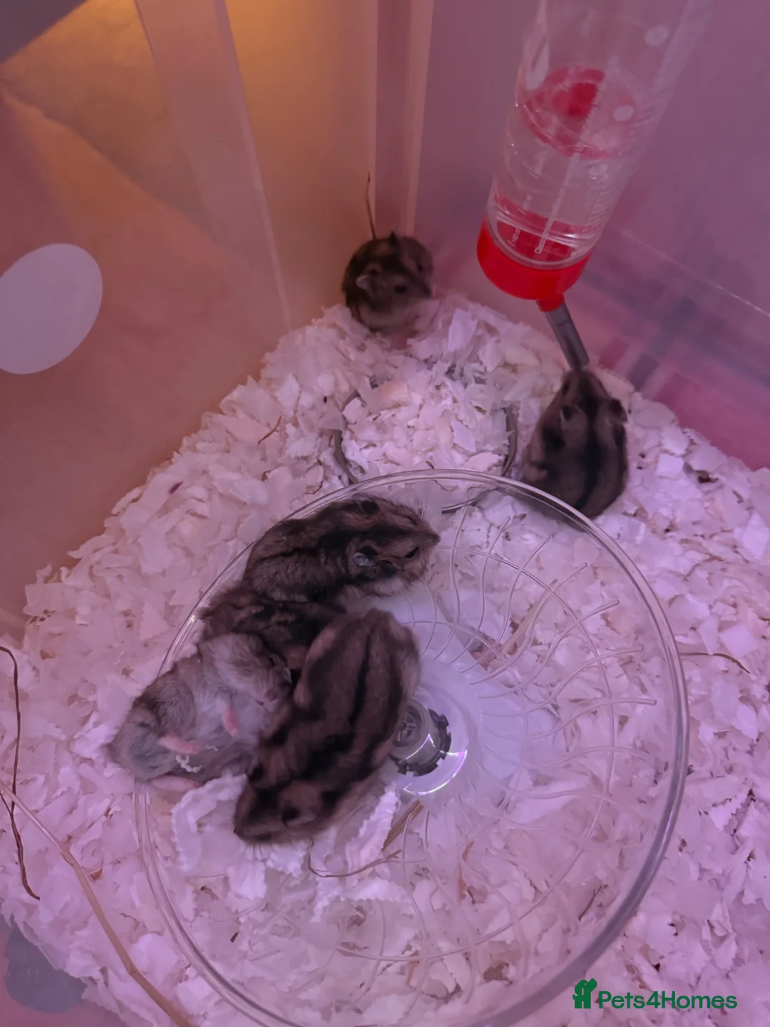 Hamster rodents for sale: 7 Russian dwarf hamsters  in Bootle - Advert 6